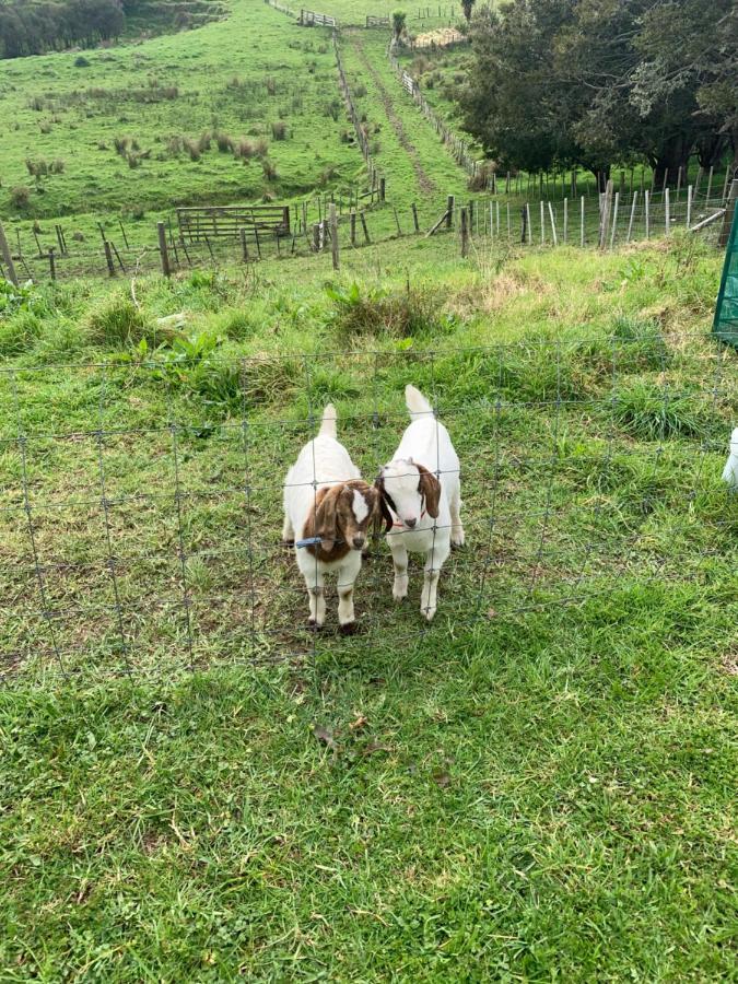 Tracy'S Boutique B&B Farmstay ウェルズフォード エクステリア 写真